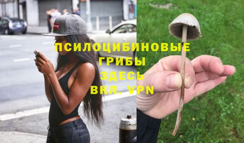Псилоцибиновые грибы Psilocybe  блэк спрут как зайти  дарк нет клад  Белогорск 